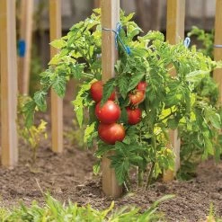 Cheap Landscaping Store -Cheap Landscaping Store 08887966