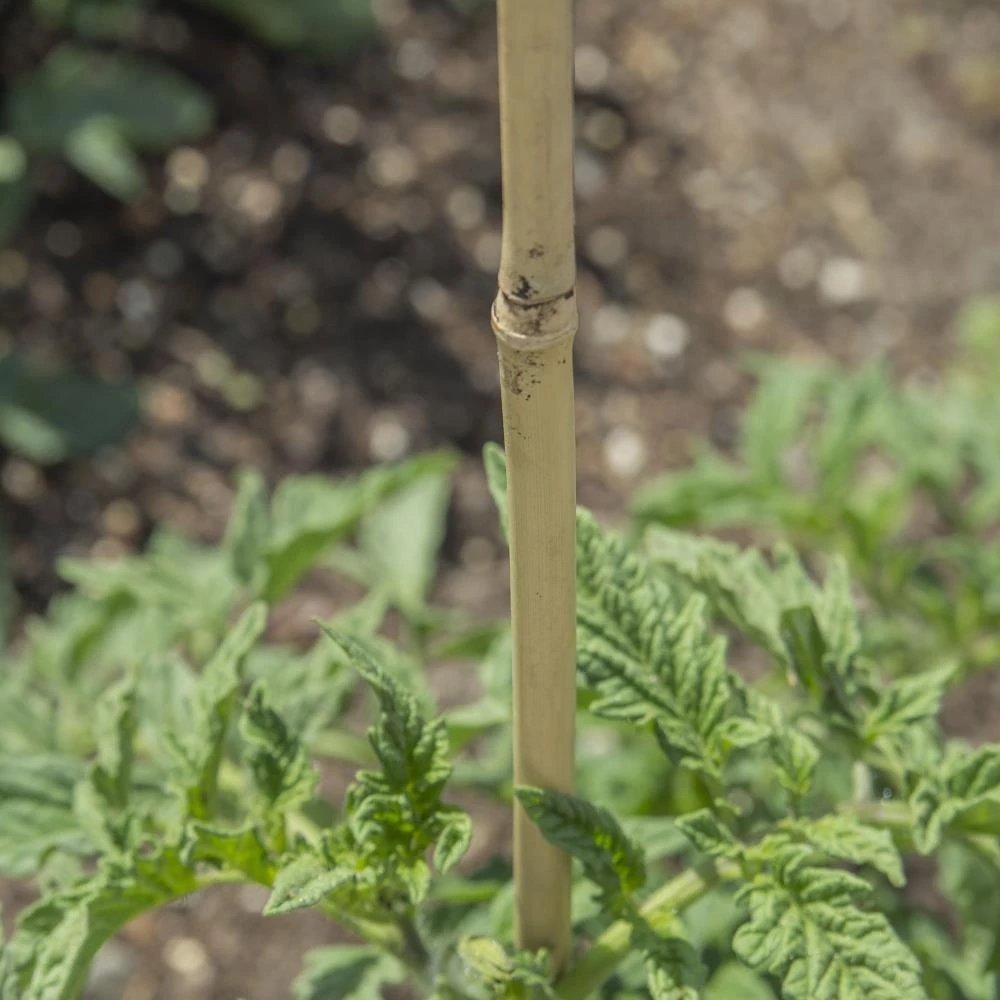 Bond Landscape Fabric & Stakes 25-Pack 48-in Bamboo Landscape Stake 2 Bond Landscape Fabric & Stakes 25-Pack 48-in Bamboo Landscape Stake - Image 2