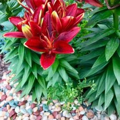 AKASHA Landscaping Rock 5-lb Indoor Decorative Rock 9 AKASHA Landscaping Rock 5-lb Indoor Decorative Rock -Cheap Landscaping Store 17076906