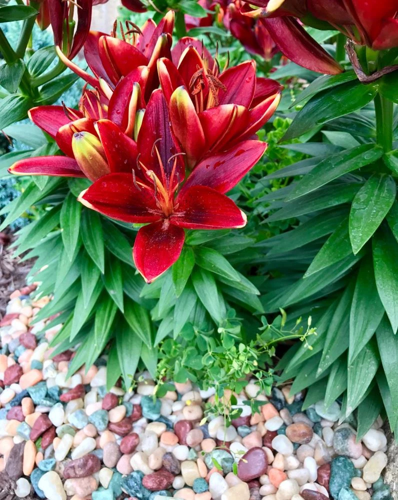 AKASHA Landscaping Rock 5-lb Indoor Decorative Rock 4 AKASHA Landscaping Rock 5-lb Indoor Decorative Rock - Image 4